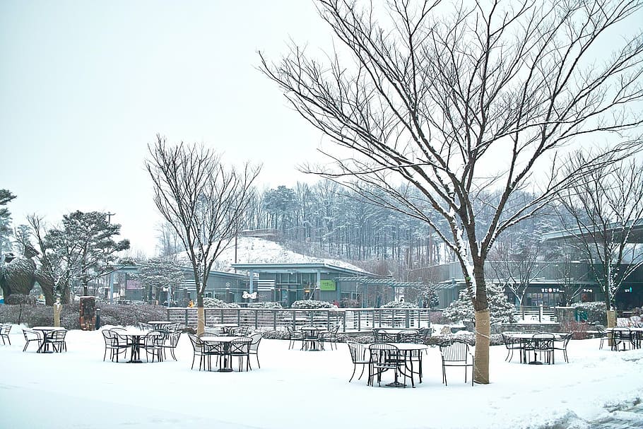 rest areas, winter, wood, snow, yearning, landscape, desolation