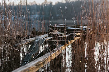 caminar, lago, junto al lago, agua, perro, cisne, naturaleza, río, al aire libre, escena rural, caña - Familia de la hierba