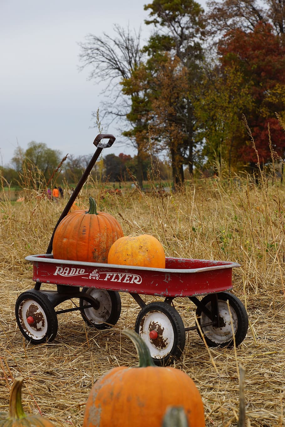 halloween, pumpkin patch, pumpkins, farm, october, nature, patch, autumn, holiday, fall, organic