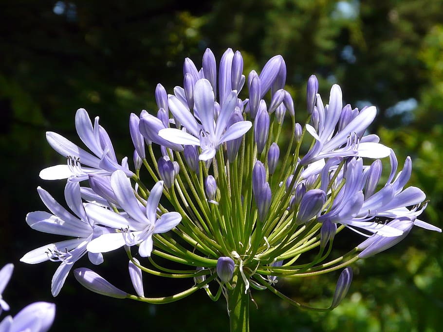 agapanthus, ostrov bréhat, fialový