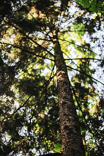 andar, labirinto da floresta, floresta, labirinto, verão, verde, natureza, madeira, bosques, árvore, folha