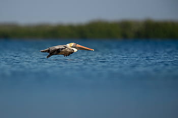 brown, beige, seagull, macro photography, bird, beak, feather, animal, fly, water, ocean