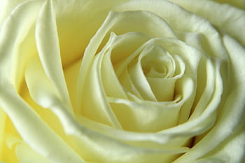 růže, bílá růže, květ, makro, pocit, vášeň, Pozadí, růže květiny, květinová zahrada, okvětní lístky, Bloem