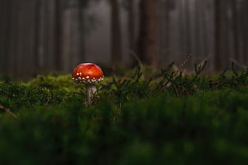 red mushroom, forest, fly agaric, fog, moss fliegenpilz, red fly agaric mushroom, toxic, nature, lucky guy, autumn forest, red