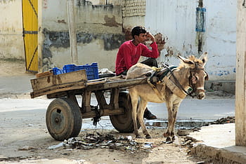 man, riding, carriage, front, brown, horse, india, rajastan, shekawati, mandawa, moke