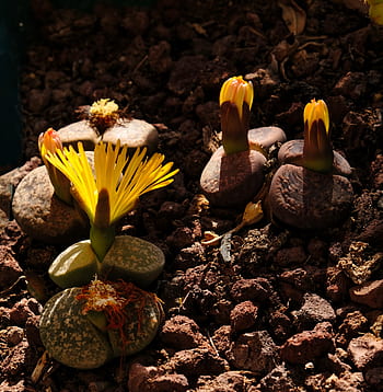 lithops, living stones, succulents, plants of africa, flowers dec