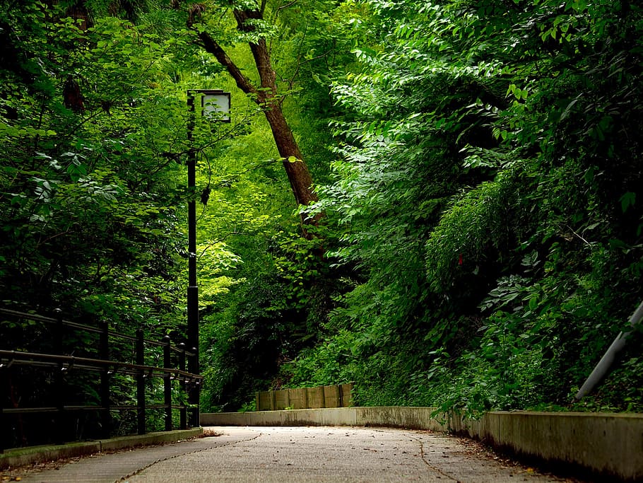 Natural, Road, Plant, Wood, Leaf, green, young leaves, delicious, leaves, grass, quiet