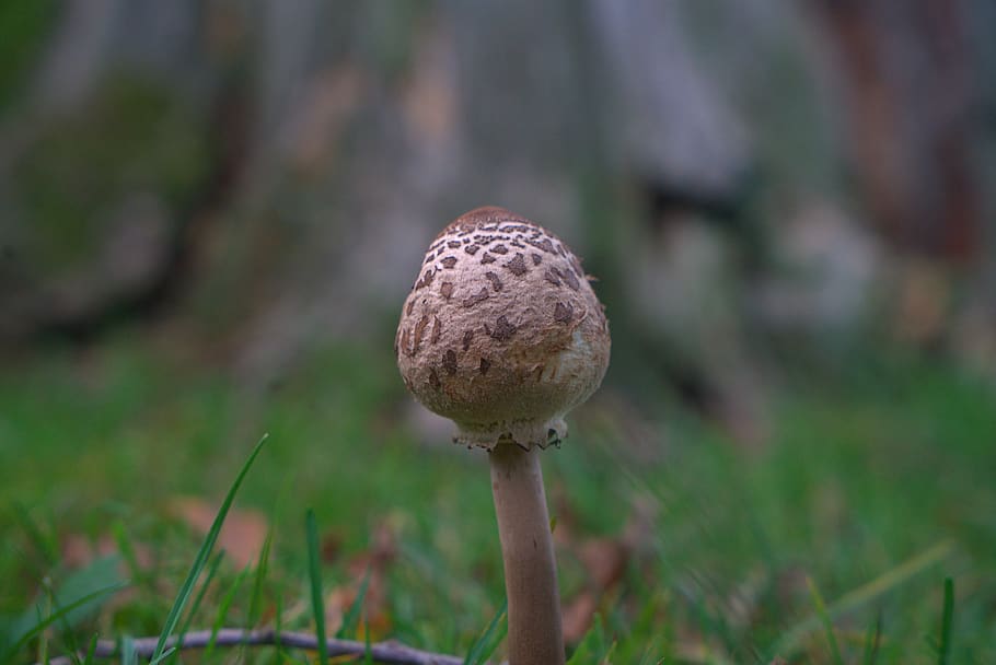 houba, les, podzim, lesní houby, lesní podlaha, Příroda, obrazovka houba, sbírat, objevil, podzimní barvy