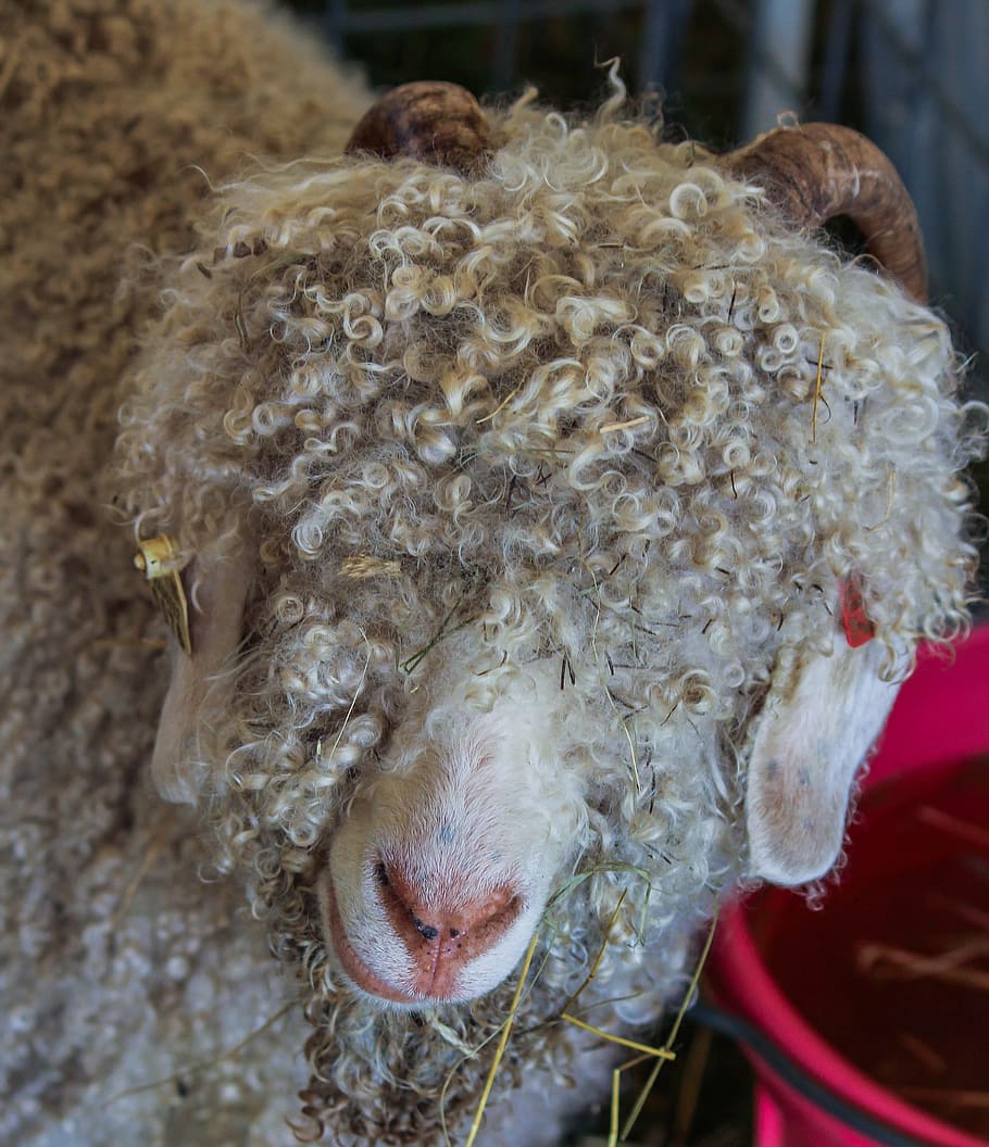 angora koza, mohér, fleece, vlna, zvíře, volně žijících živočichů, divoký, zoologie, savec, druh, divočina