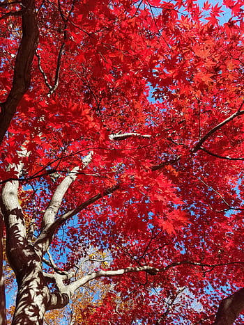 japonský javor, javor, stromy, modrá obloha, acer palmatum, podzim listí, podzim