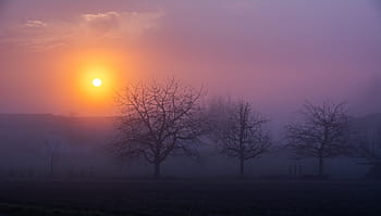 træer, gylden, time, person, tager, Foto, tre, bladløse, solnedgang, solopgang, morgen