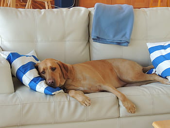dewasa, kuning, labrador retriever, sofa kulit, anjing tidur, dog on coach, labrador, menggemaskan, anak anjing, anjing, hewan