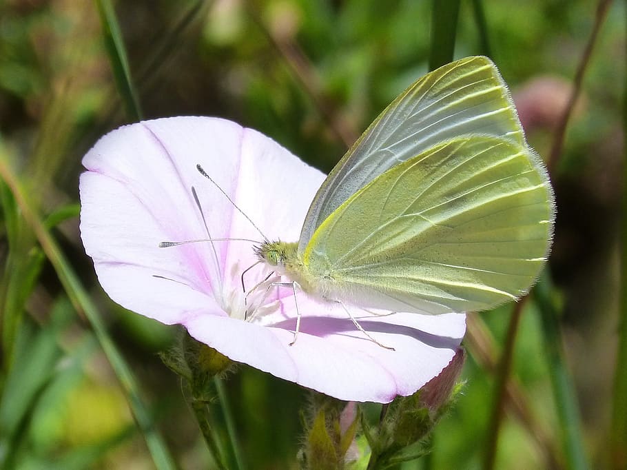 motýl, libar, blanquita zelí, detail, pieris rapae, divoká rostlina