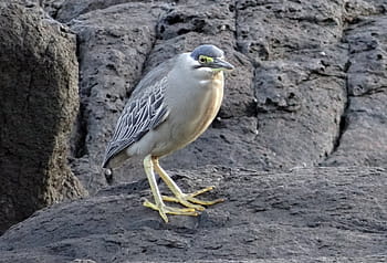 little heron, bird, wader, striated heron, butorides striata, mangrove heron, green-backed heron, beach, rocks, gokarna, sea