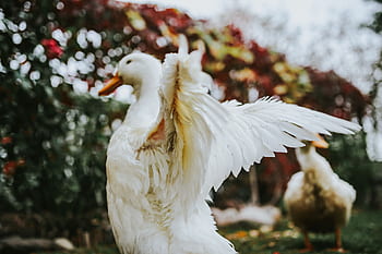 rumput, burung, daun, bebek, putih