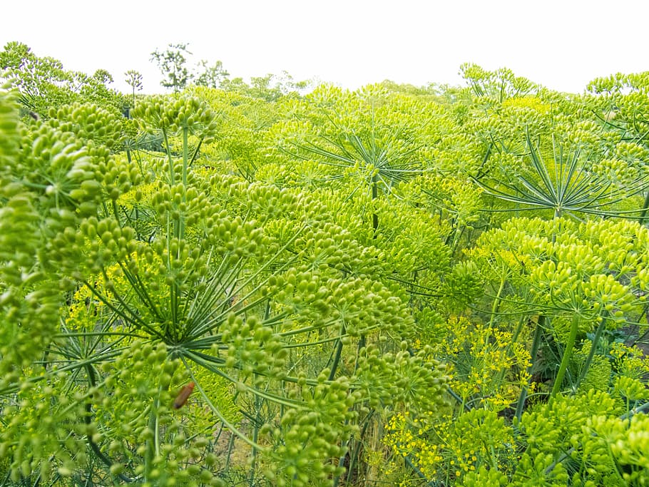 koper, green, plants, field, agriculture, eating, spices, health, nutrition