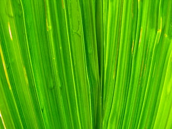 detailní, Pohled, zelená, list, rostlina, Příroda, zelená barva, palma, pozadí, palmový list, detail