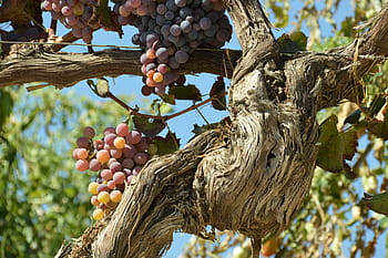 tree, nature, outdoors, flora, leaf, branch, fruit, grape