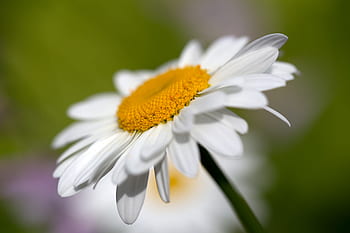 bianca, margherita, fiore, primavera, biologico, natura, crescita, naturale, fioritura, fiorire, avvicinamento