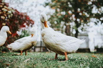 rumput, burung, daun, bebek, putih