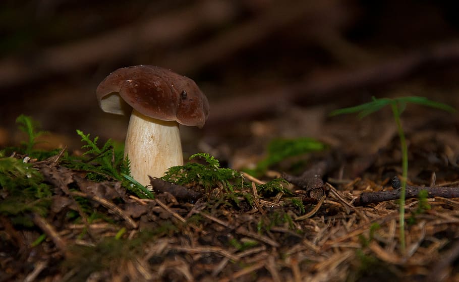 boletus, fungus, forest, mushrooms, boletus edulis, mushroom picking, nature, mushroom, toadstool, edible mushroom, fly agaric