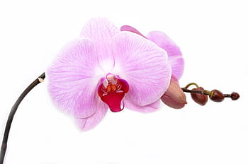 pink, selective, focus photography, orchid, flower, isolated, decoration, bud, vibrant, tropical, white