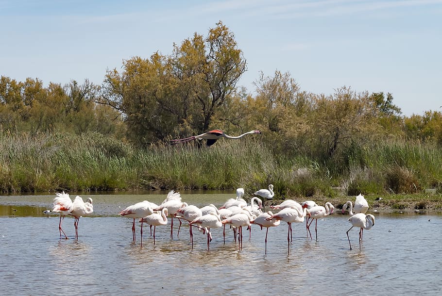 flamingos, pink flamingo, birds, plumage, wader, animal, camargue, wild, marsh, summer, nature