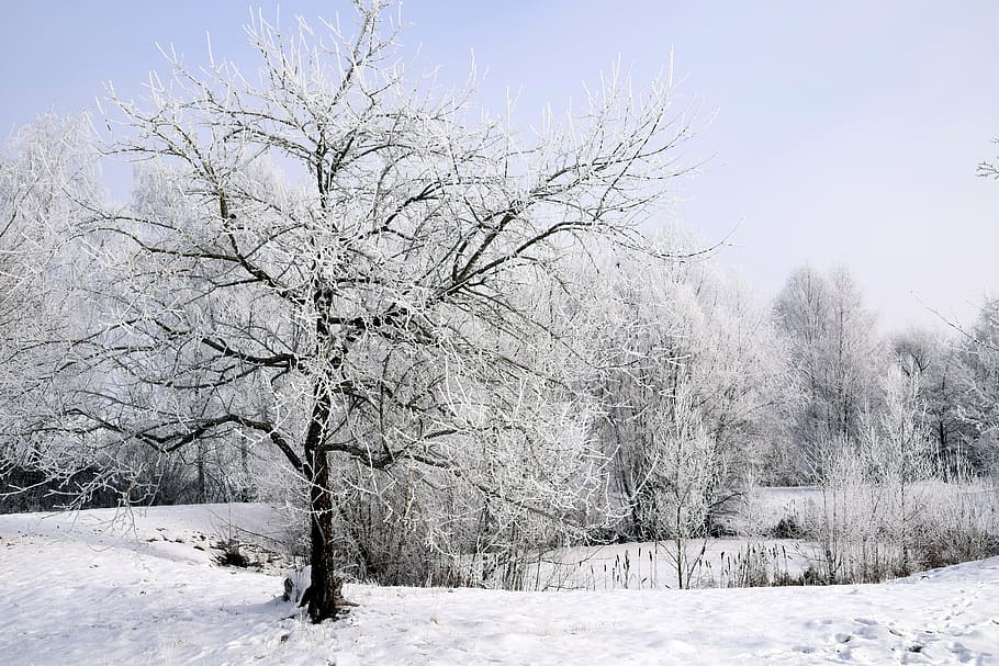 winter, snow, wintry, tree, cold, white, snowy, winter bushes, pond, clear, still