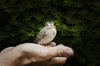 lille, fugl, mand, højre fingre, dagtimerne, ret, fingre, fugle, sort, grene, Brun