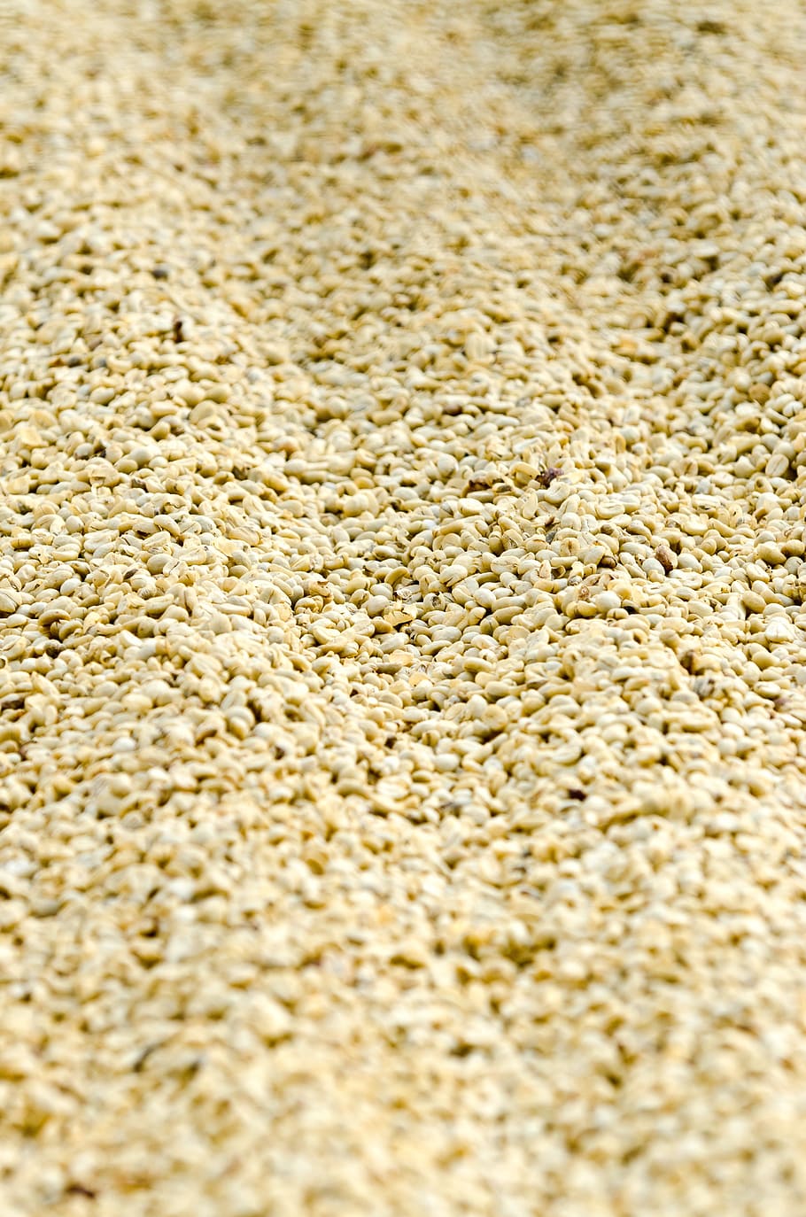 káva, sušení, Guatemala, káva sušení, káva guatemala, pozadí, jídlo, jídlo a pití, cereální rostlina, celý rám, nikdo