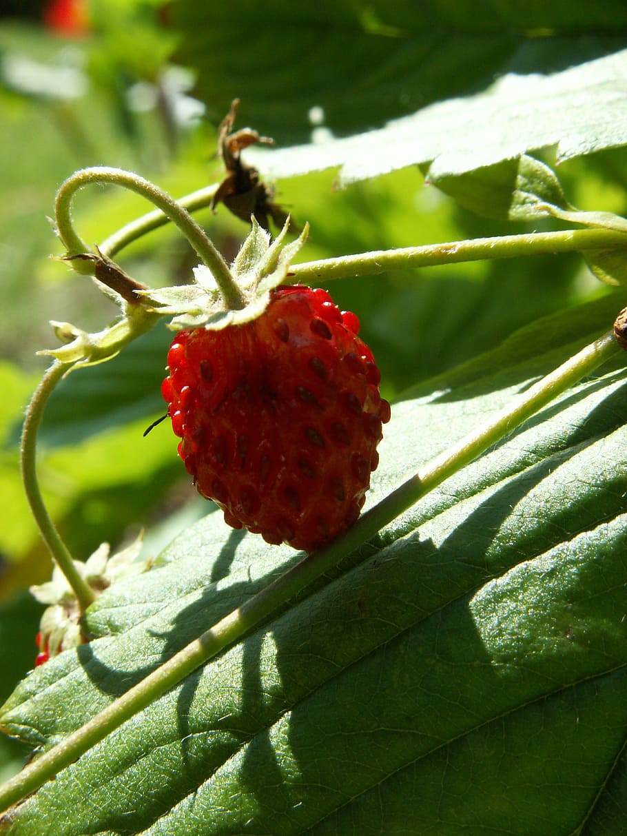 fragaria vesca, zahrada, letní
