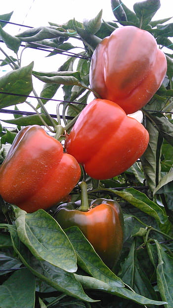 sweet pepper, greenhouse, almería, pepper, agriculture, vegetable, farming, crop, capsicum, produce, production