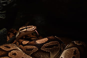 pitone palla, testa di serpente, giallo, lingua di serpente, boa, python regius, rettile