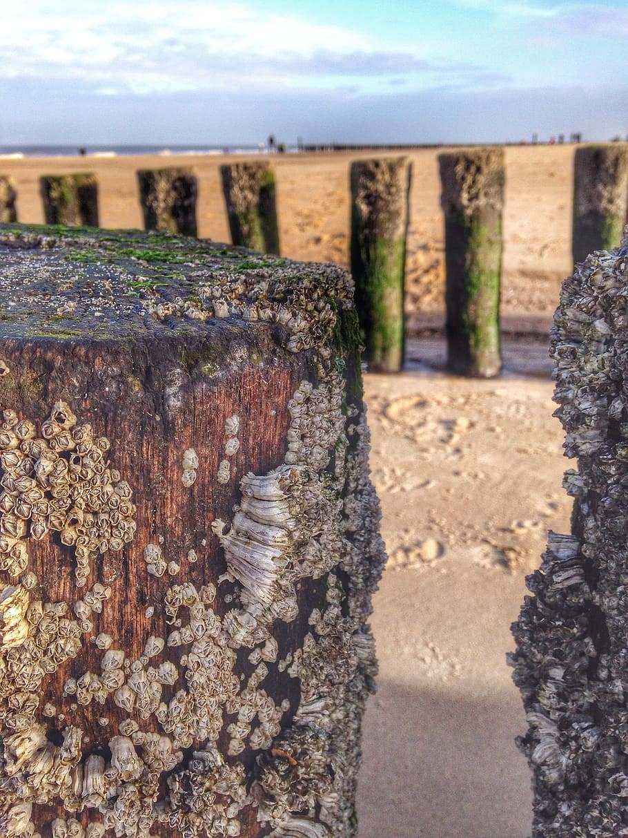 post, beach, water, sea, wood, sand, domburg, zeeland