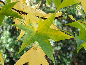 jaune, vert, feuille d'érable, sélectif, concentrer, la photographie, feuille, feuilles, branches, croissance, couleur verte