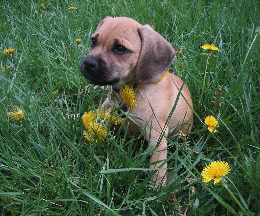 krátký povlak, hnědý, Černá, štěně, sedící, zelená, tráva, puggle štěně, Pes, kříženec, beagle a mops