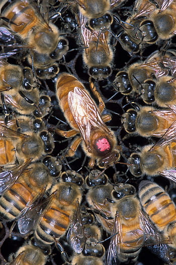 closeup, bees, african honeybee, hive, queen, workers, comb, honey, beekeeping, honeycomb, insect