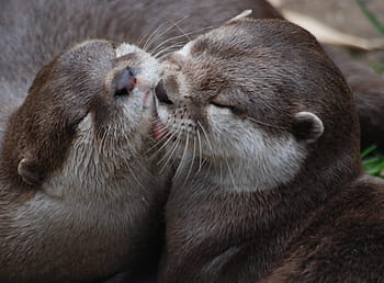 shallow, two, otters, two otters, furry, brown, otter, close-up, whiskers, cute, fur
