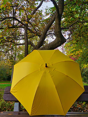 screen, umbrella, yellow, autumn, colorful, tree, park, protection, rain, color, stretched