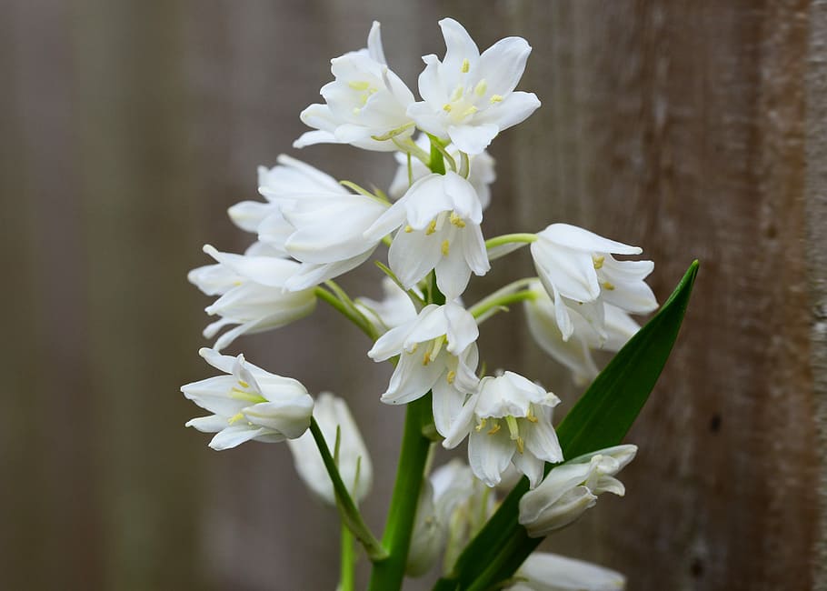 Wood, Hyacinth, White, Bell, Flower, wood hyacinth, bell flower, scilla hyacinthoides hispanica, wild, bulb, perennial