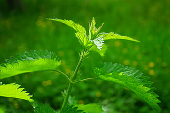 stinging nettle, leaves, burning hair, pink, plant, shine through, shades of green, light, light green, dark green, weed