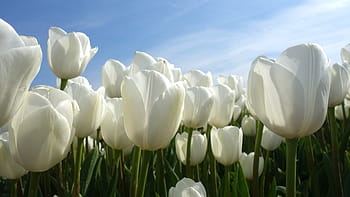 bílé tulipány pole, tulipány, žárovky, tulipán, jaro, žárovka, Holandsko, Tulipán pole, květ, Nizozemí, rostlina