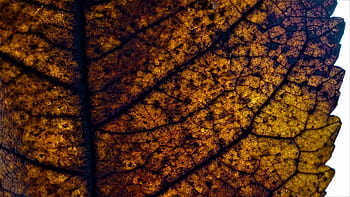 autumn, leaf, background, decomposition, decay, death, dead, season, natural cycle, loss, mourning