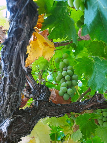 grape green, vine, vineyard, green leaves, grape, fruit, nature, agriculture, autumn, leaf, food