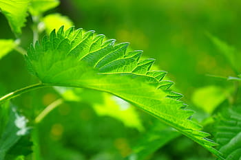 focus photo, green, leaf, stinging nettle, leaves, burning hair, pink, plant, shine through, shades of green, light