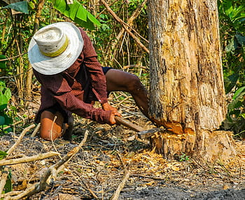 man, cutting, tree trunk, Lumberjack, Man, Axe, Exhausting, Work, lumberjack, tree, climb, cases