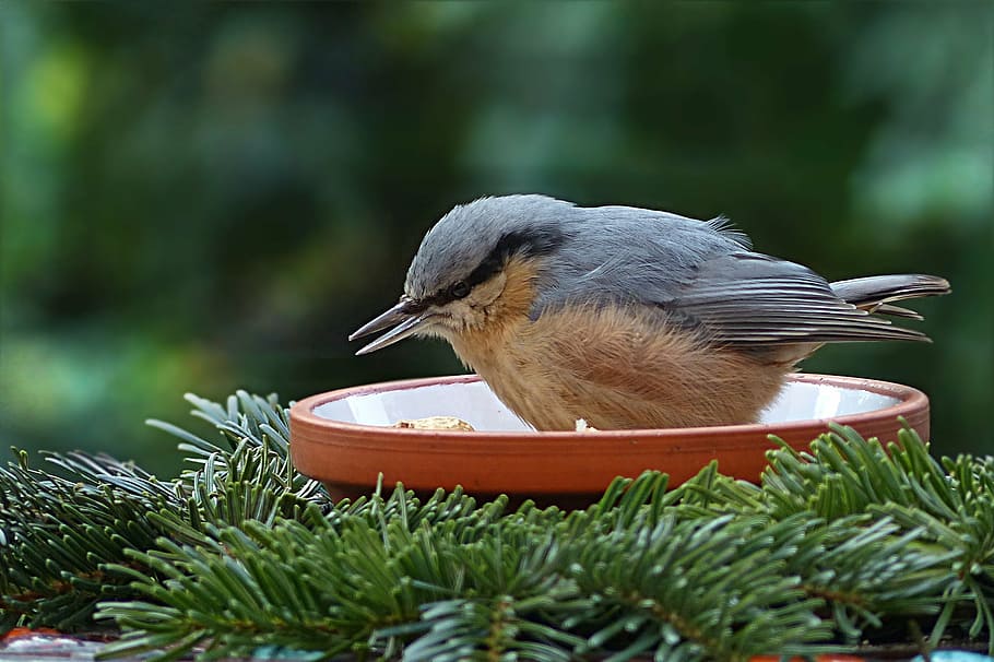 鳥、 クライバー、 シッタヨーロッパ、 庭、 採餌、 1匹の動物、 動物のテーマ、 野生の動物、 動物の野生動物、 日、 人なし