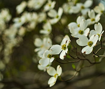 close, white, flowering dogwoods, yellow, flowers, blossoms, garden, nature, flower, fragility, springtime