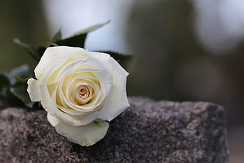 white rose, grey marble, purity symbol, condolence, loving memory, mood, gravestone, nature, outdoor