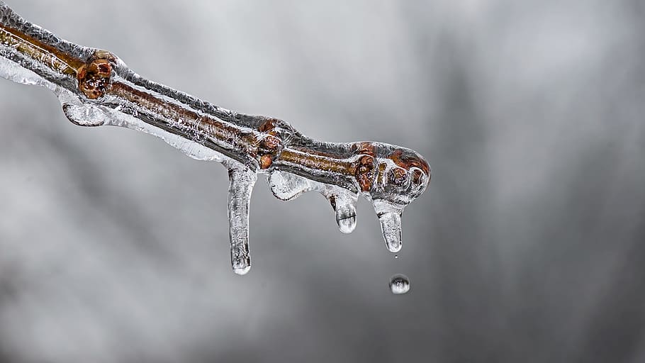 ice, winter, cold, frozen, nature, cool, weather, tree, branch, season, frost